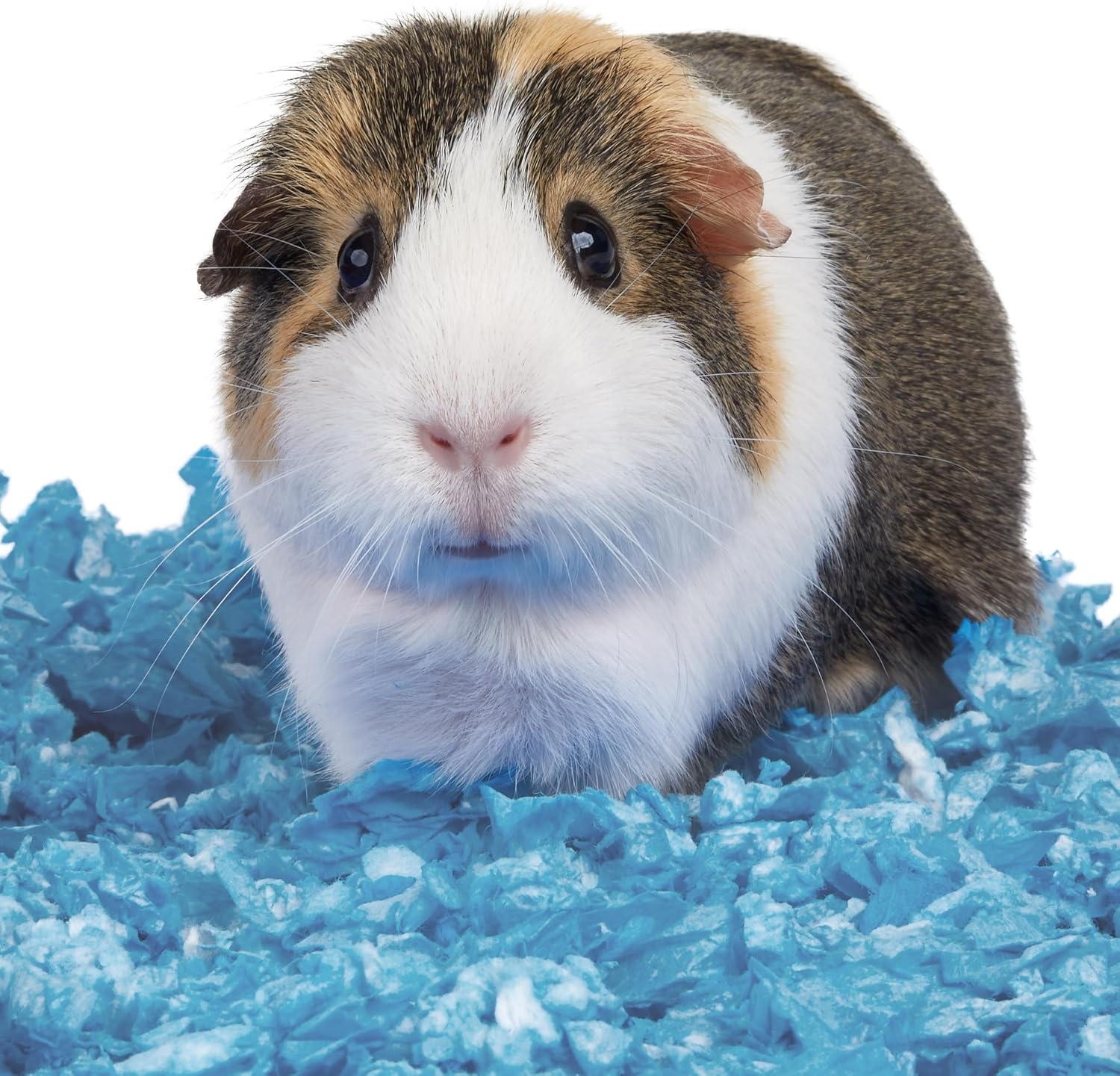 image:imageKaytee Clean amp Cozy Confetti Bedding for Pet Guinea Pigs Rabbits Hamsters Gerbils and Chinchillas 492 LitersBlue