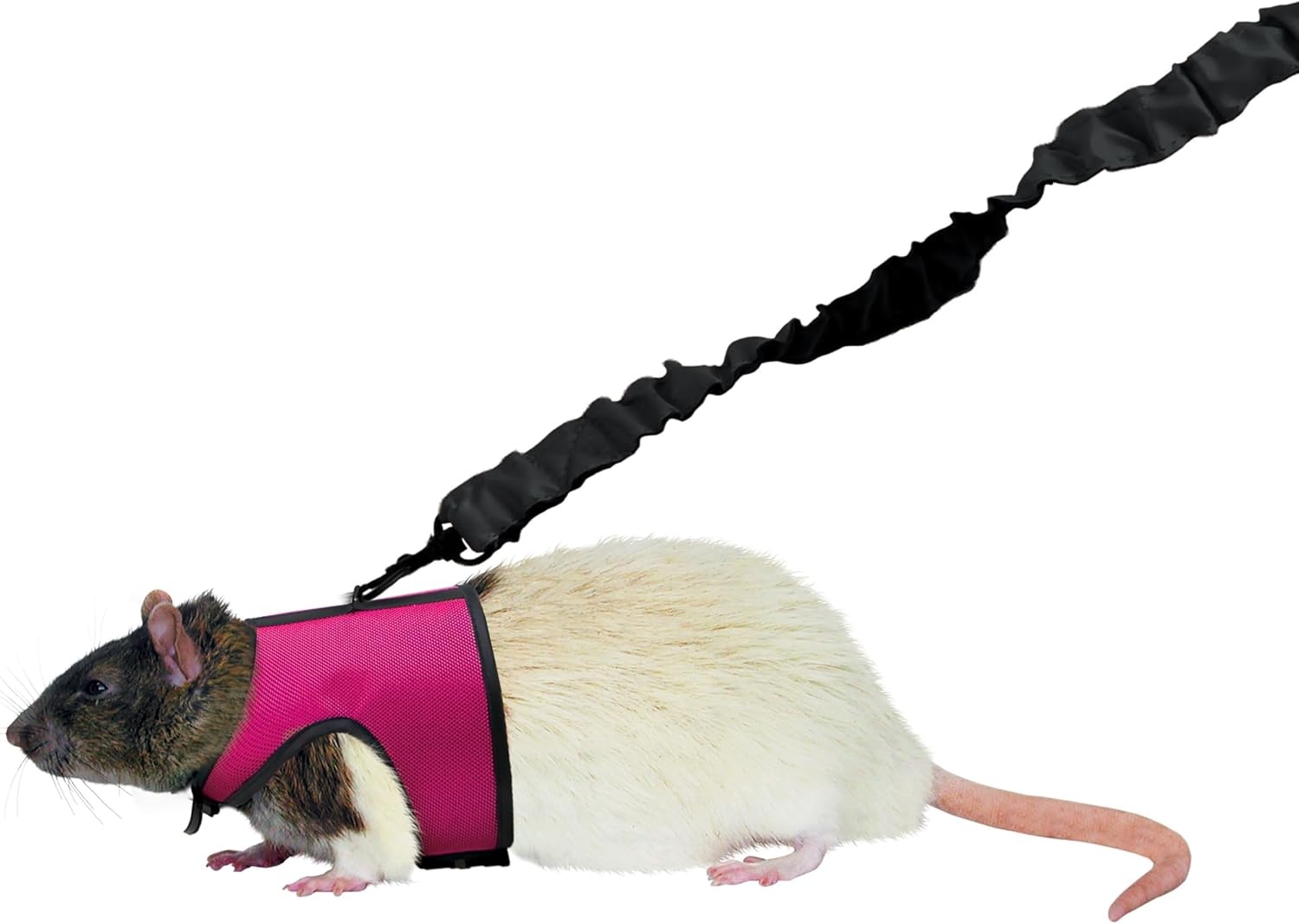 image:imageKaytee Comfort Harness amp Stretchy Leash MediumSmall
