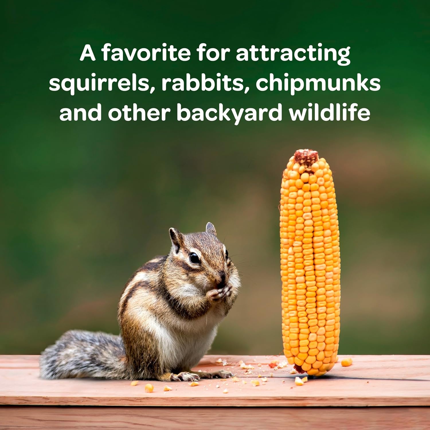 image:imageKaytee Corn on the Cob for Wildlife Feeding Squirrels amp Deer 65 lb65 Pound Pack of 1