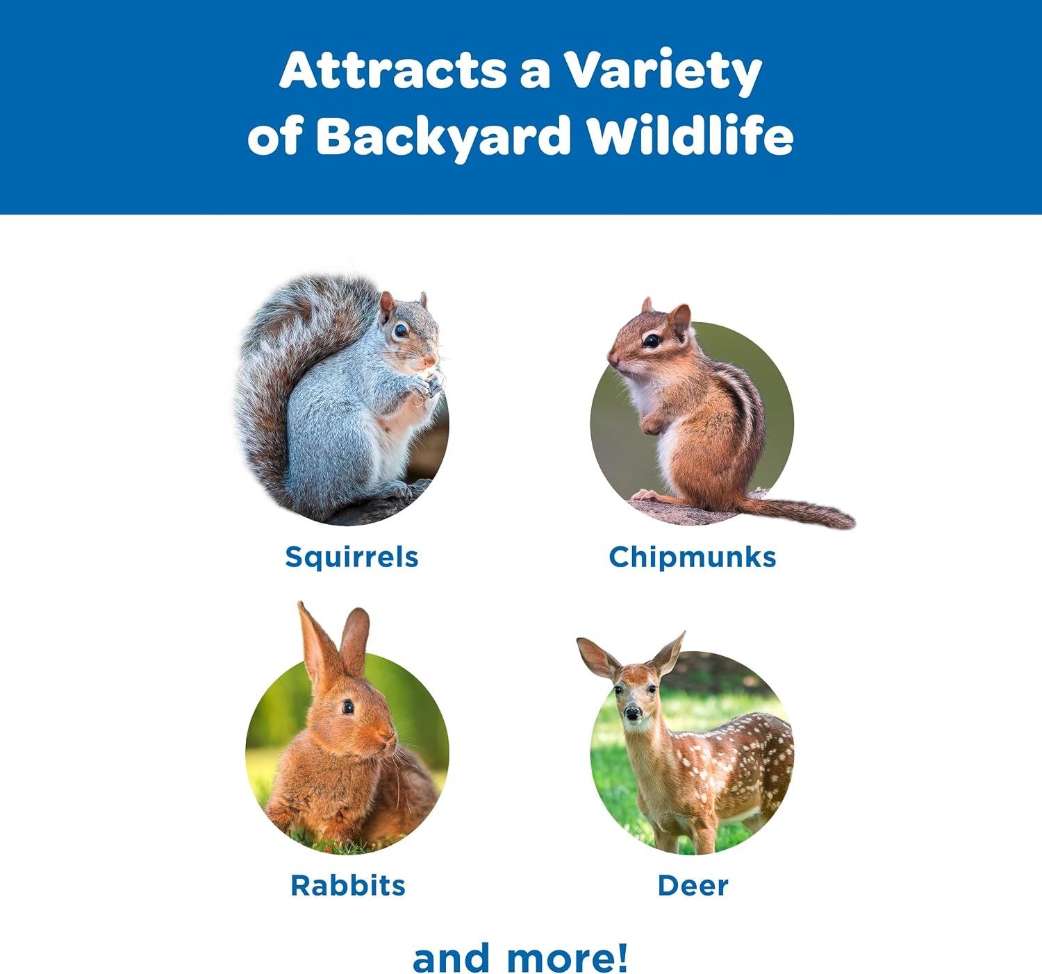 image:imageKaytee Corn on the Cob for Wildlife Feeding Squirrels amp Deer 65 lb65 Pound Pack of 1