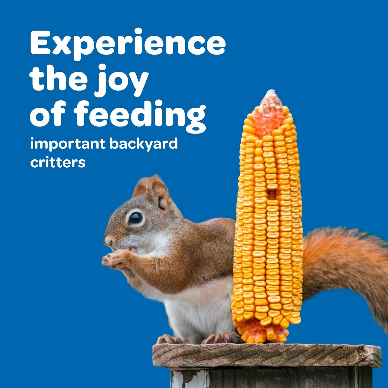 image:imageKaytee Corn on the Cob for Wildlife Feeding Squirrels amp Deer 65 lb65 Pound Pack of 1