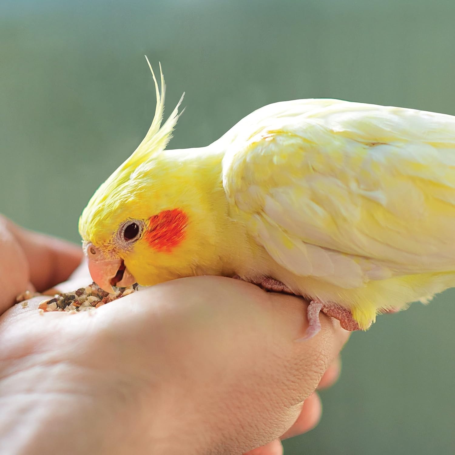 image:imageKaytee Food From The Wild Natural Snack Food Parakeet Treats 3 oz3 Ounce Pack of 1