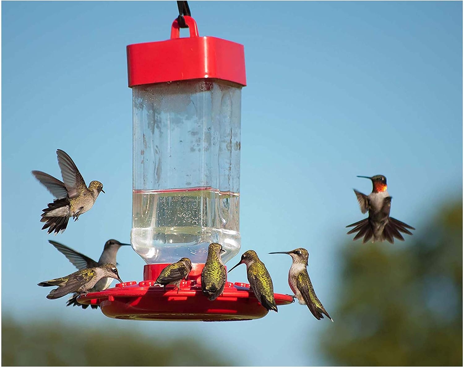 image:imageKaytee Hummingbird ElectroNectar Wild Bird Food Ready to Use 64 Ounces64 Fl Oz Pack of 1
