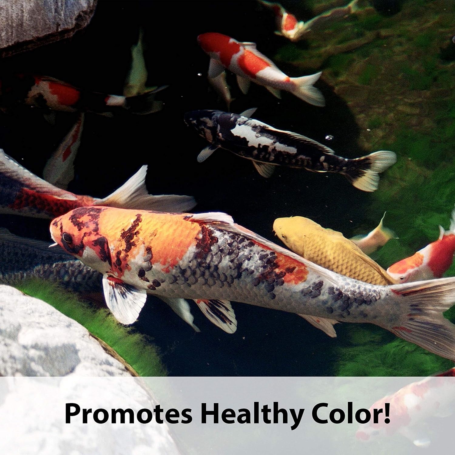 image:imageKaytee Kois Choice Floating Fish Food for Koi Goldfish amp Pond Fish10 Pound Pack of 2
