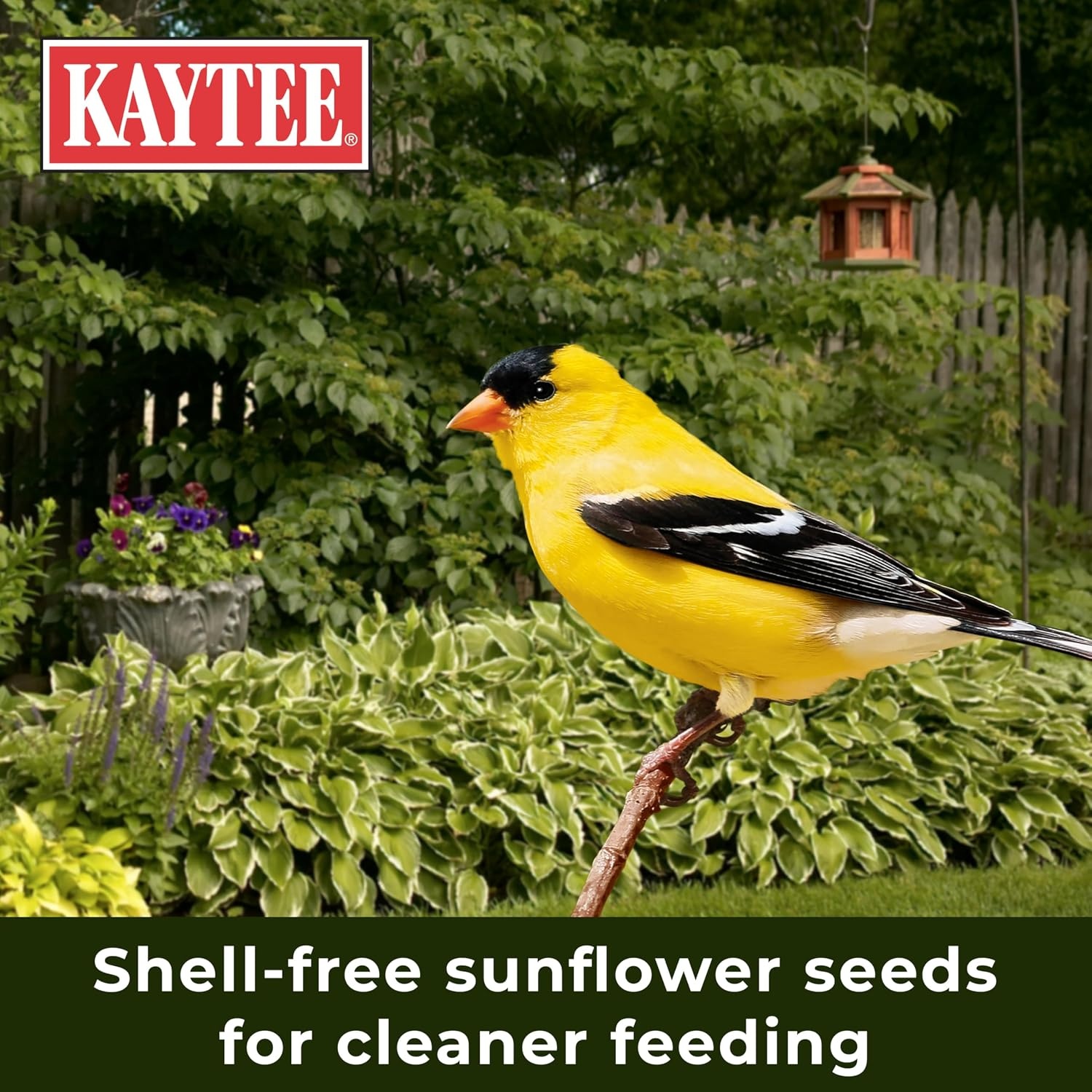 image:imageKaytee No Mess Finch Seed and Nyjer Blend Attracts Goldfinches Chickadees Junos Finches and Other Wild Birds 8 Pounds8 Pound Pack of 1