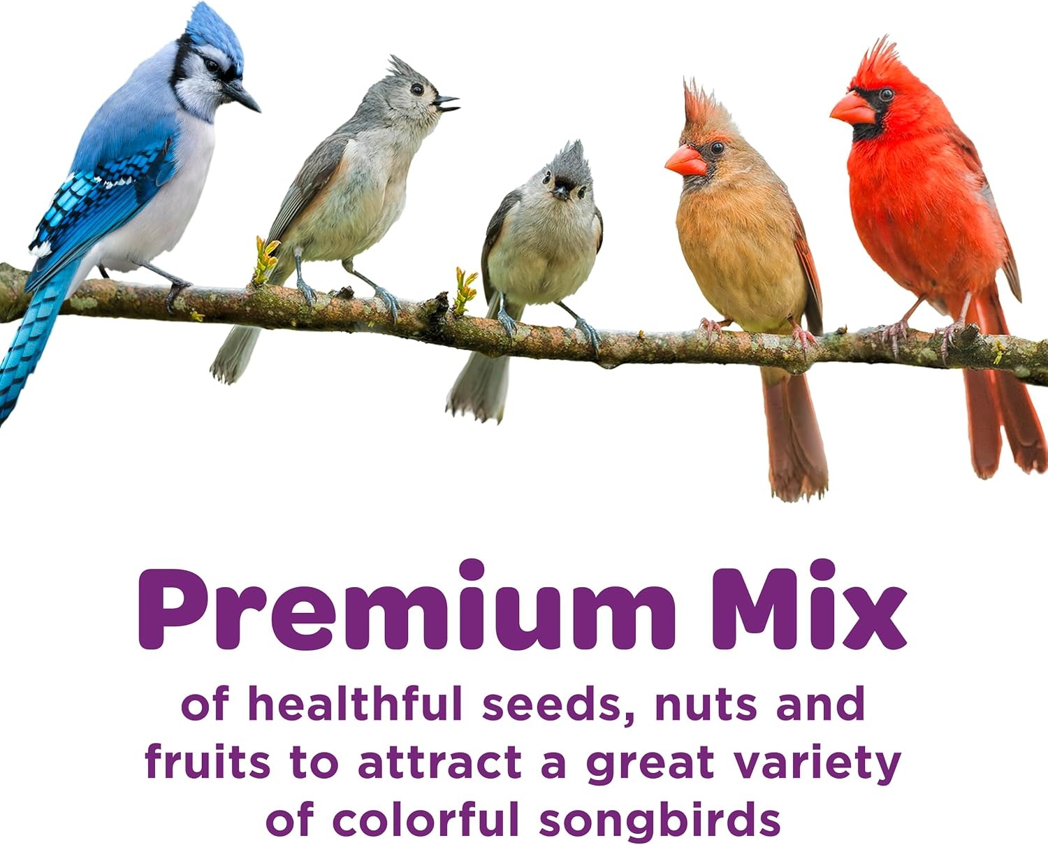 image:imageKaytee Nut amp Fruit Wild Bird Seed 5 lb10 Pound Pack of 1
