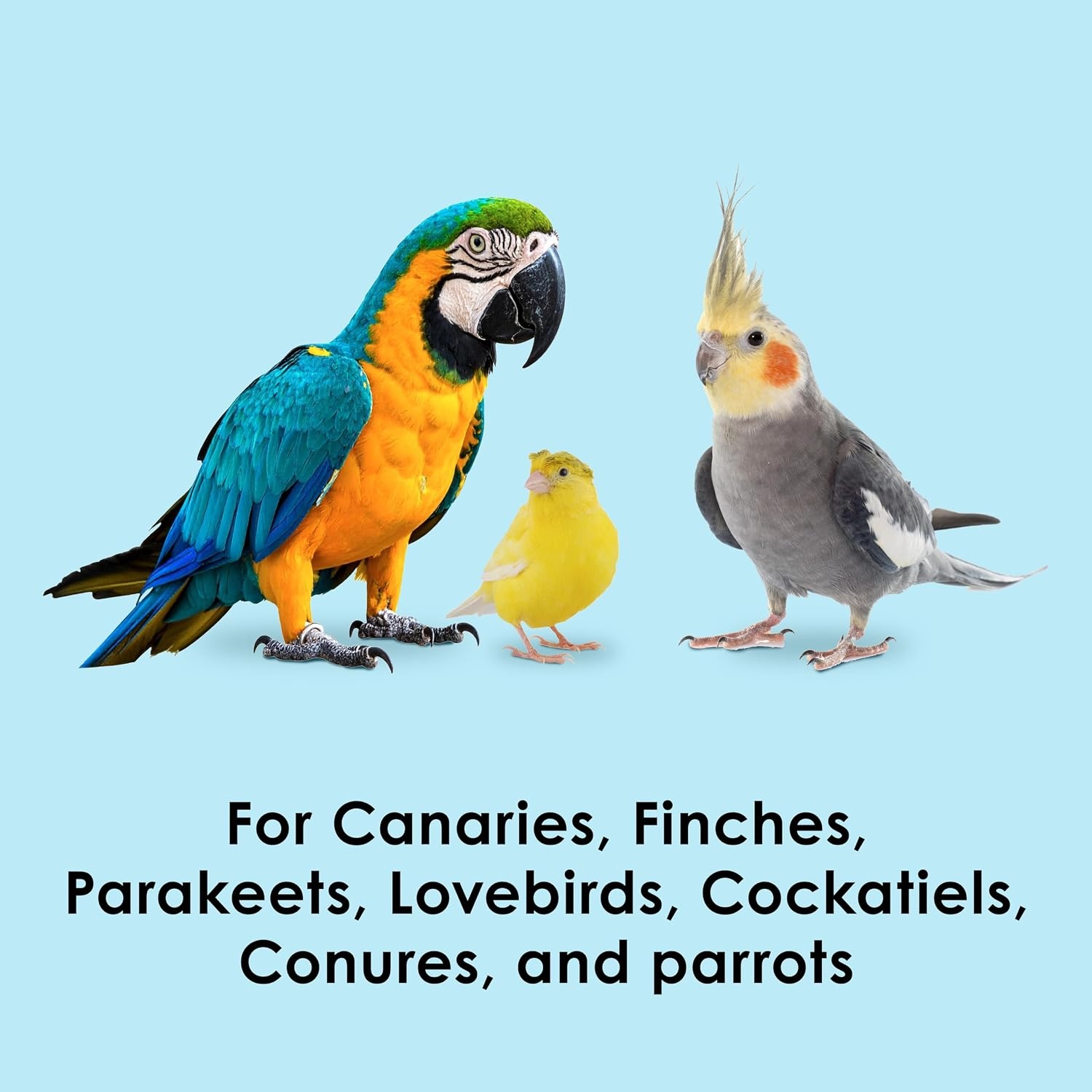 image:imageKaytee Oat Groats Treat Jar for Pet Birds 11 Ounces11 Ounce Pack of 1