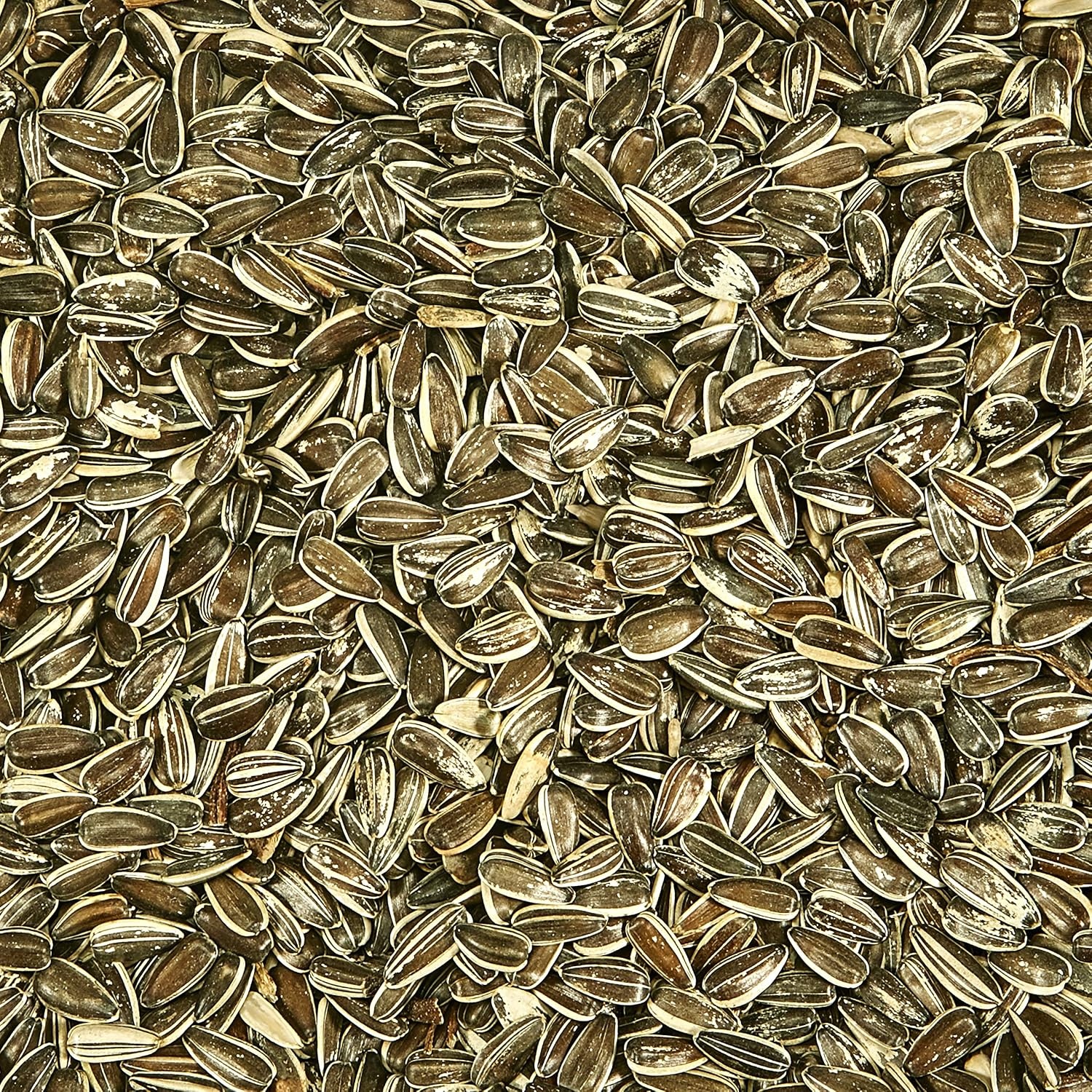 image:imageKaytee Striped Sunflower 5Pound5 Pound Pack of 1
