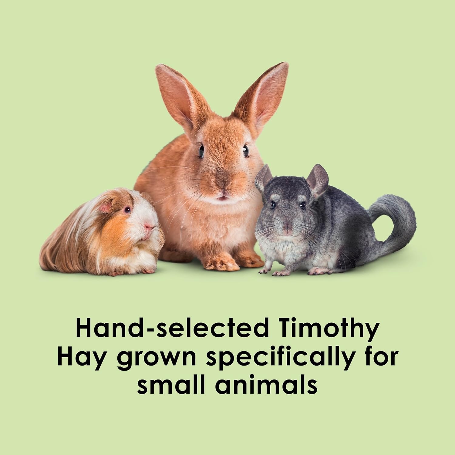 image:imageKaytee Timothy Hay High Fiber for Rabbits Guinea Pigs 48 Ounces2 Pound Pack of 1
