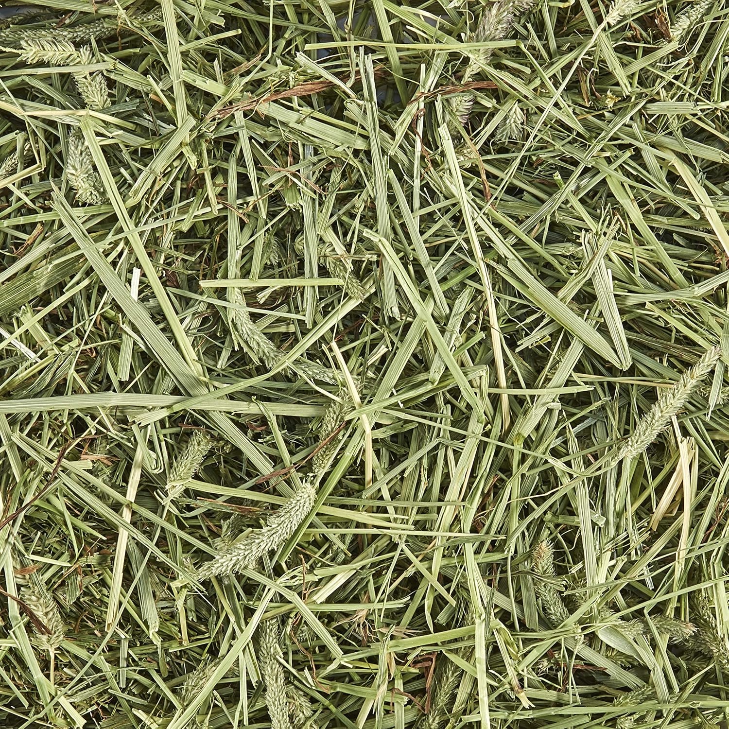 image:imageKaytee Timothy Hay High Fiber for Rabbits Guinea Pigs 48 Ounces3 Pound Pack of 1