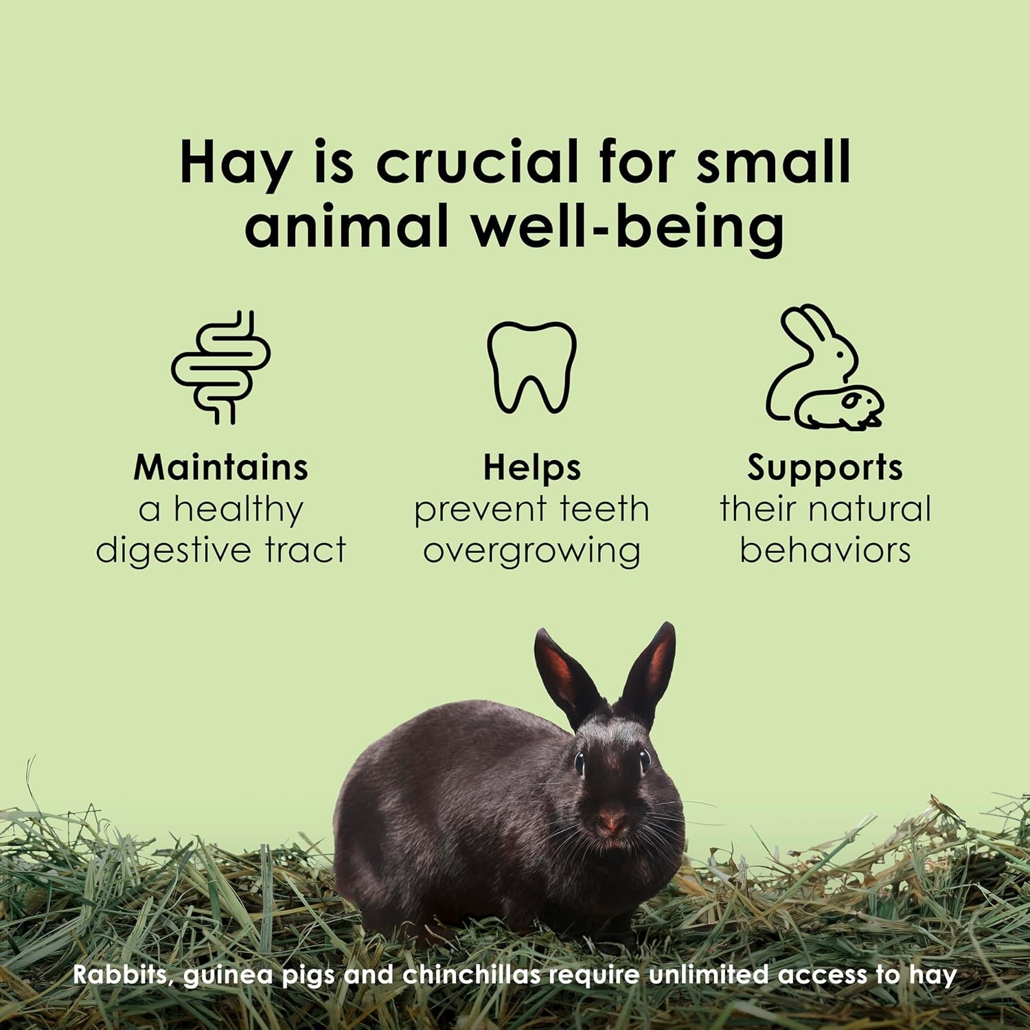image:imageKaytee Timothy Hay High Fiber for Rabbits Guinea Pigs 48 Ounces6 Pound Pack of 1