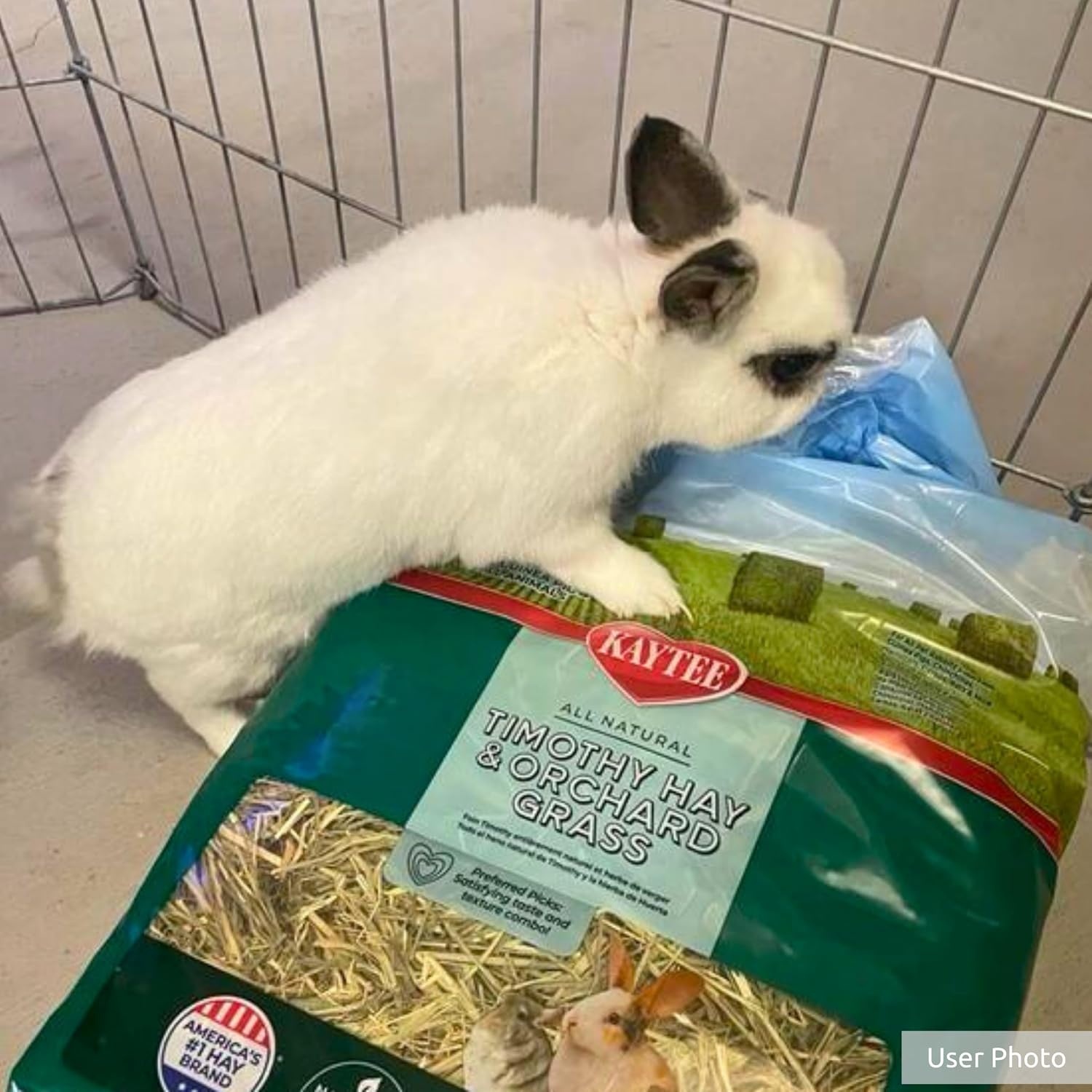 image:imageKaytee Timothy Hay amp Orchard Grass for Guinea Pigs Rabbits amp Other Small Animals 48 oz3 Pound Pack of 1