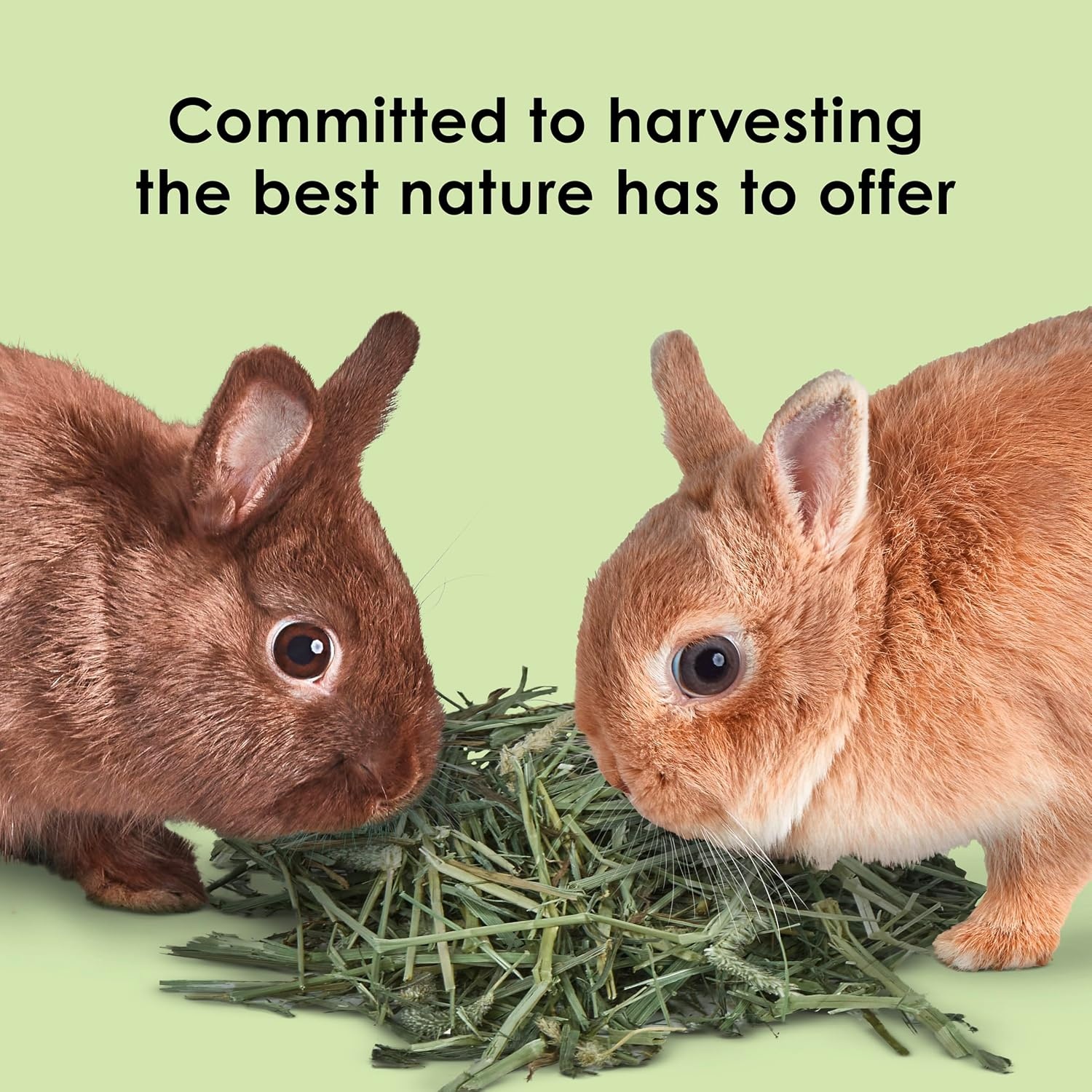 image:imageKaytee Wafer Cut Timothy Hay for Rabbit amp Guinea Pigs 180 Ounce1125 Pound Pack of 1
