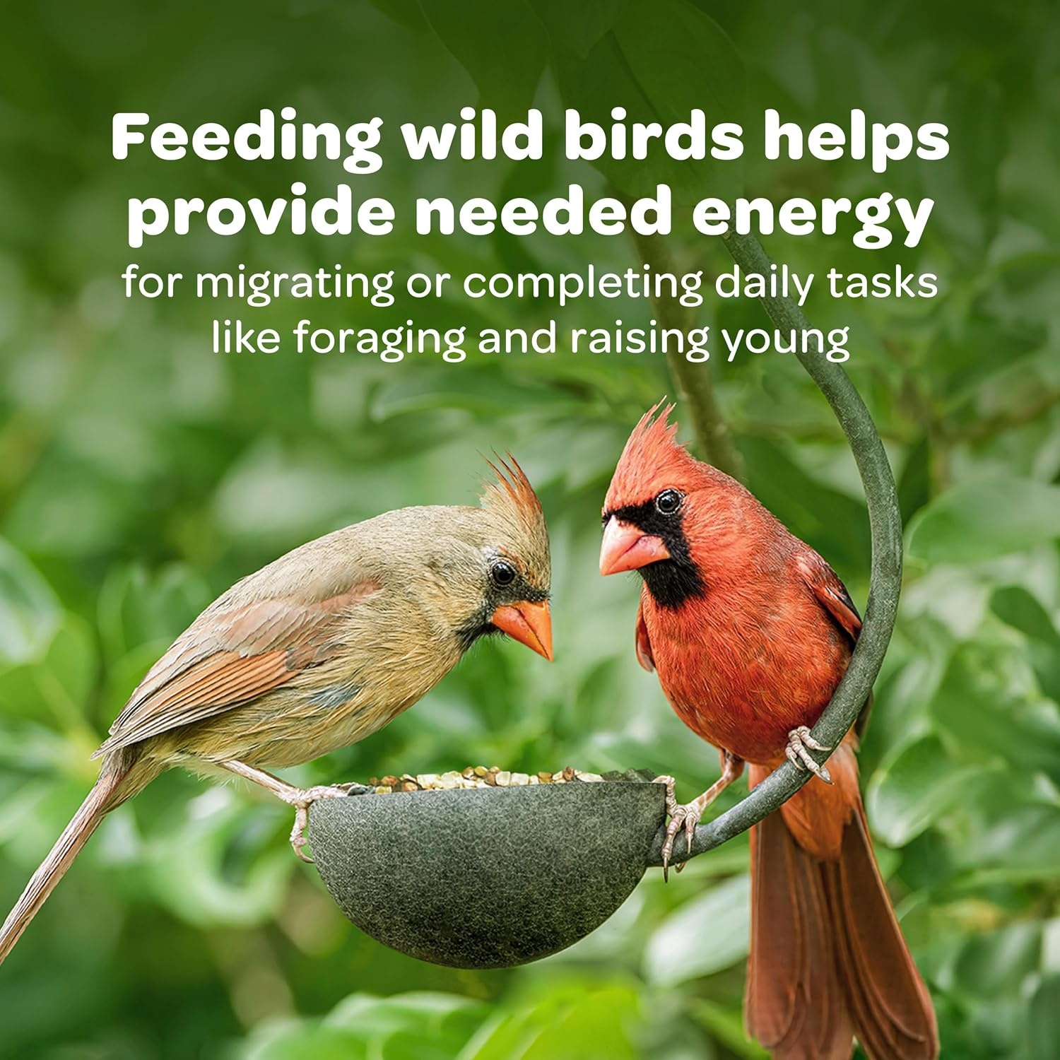 image:imageKaytee Wild Bird Finch Food Blend 3 lb5 Pound Pack of 1