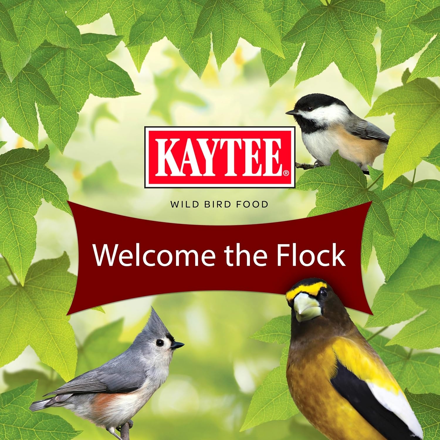 image:imageKaytee Wild Bird Songbird Blend Food Seed 7 Pound14 Pound Pack of 1