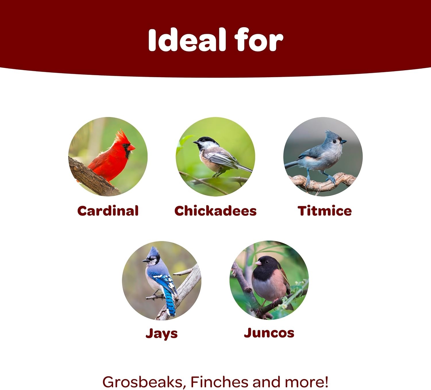 image:imageKaytee Wild Bird Songbird Blend Food Seed 7 Pound5 Pound Pack of 1